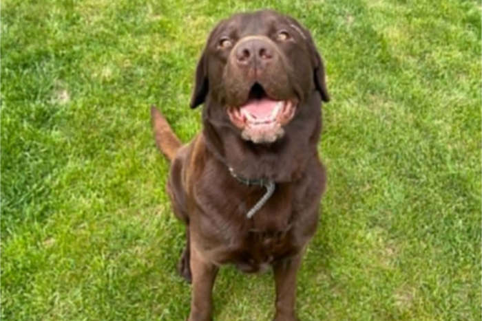 Bueno, labrador do adopcji
