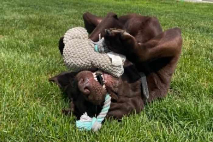 Bueno, labrador do adopcji