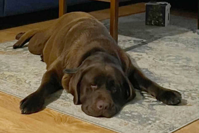 Bueno, labrador do adopcji