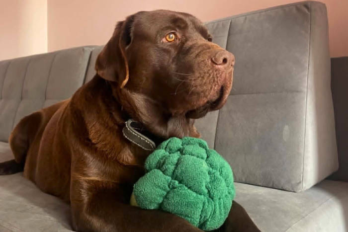 Bueno, labrador do adopcji