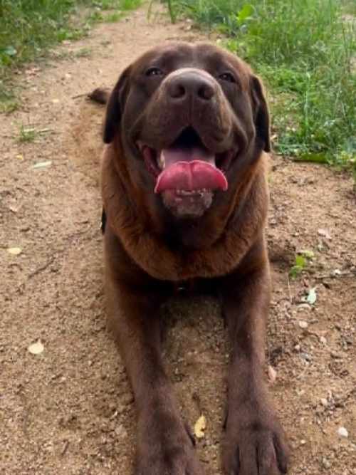 Bueno, labrador do adopcji