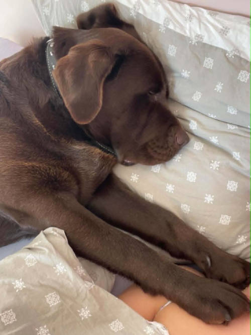 Bueno, labrador do adopcji