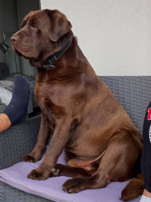 Bueno, labrador do adopcji