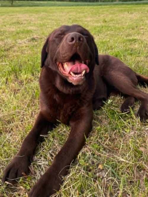 Bueno, labrador do adopcji