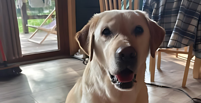 Znaleziony labrador