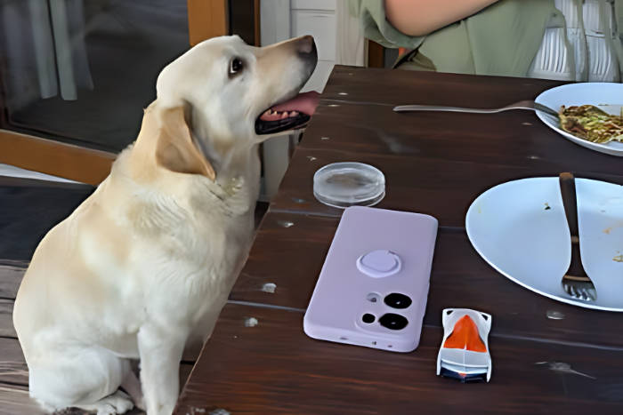 Znaleziony labrador