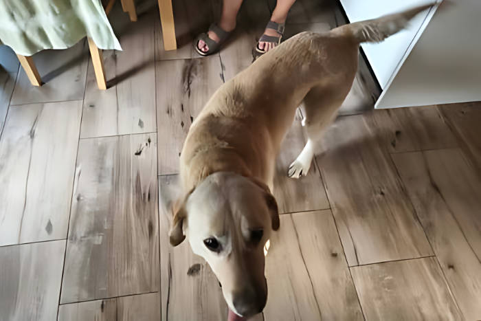 Znaleziony labrador