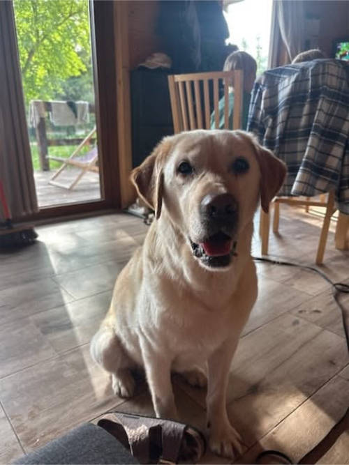 Znaleziony labrador