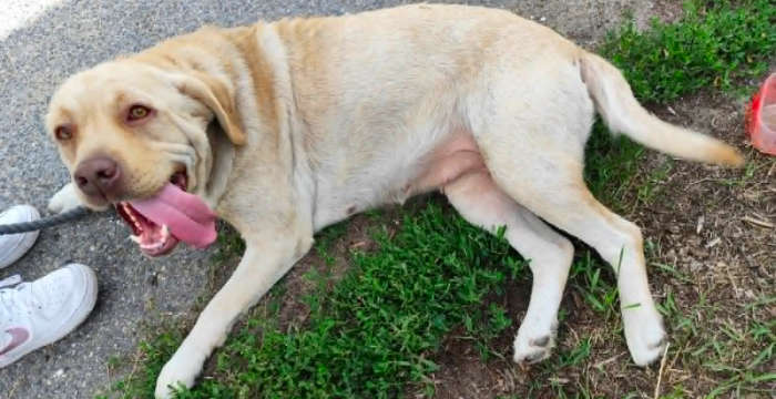 Lenka, labradorka do adopcji