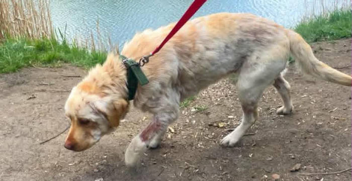 Lenka, labradorka do adopcji