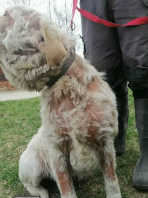 Lenka, labradorka do adopcji