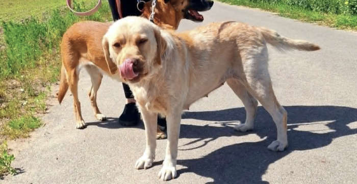 Lenka, labradorka do adopcji