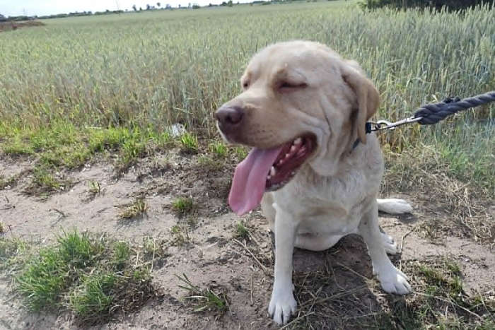 Lenka, labradorka do adopcji