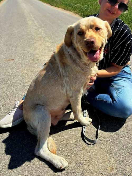 Lenka, labradorka do adopcji