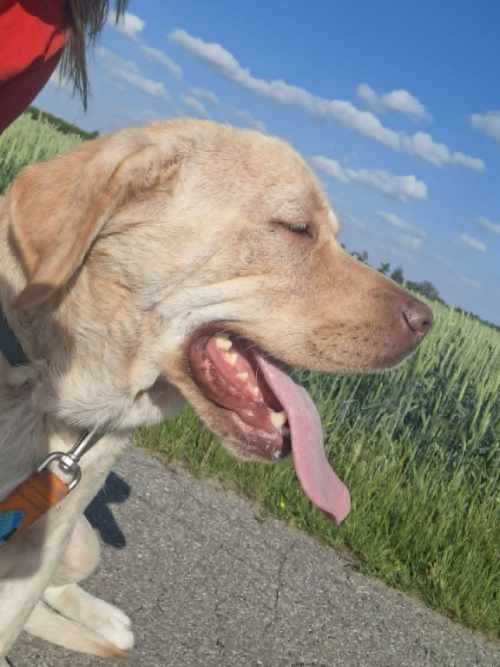 Lenka, labradorka do adopcji
