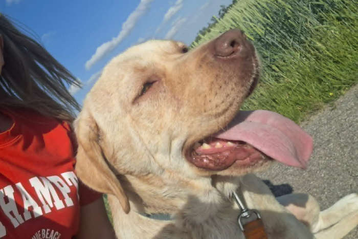 Lenka, labradorka do adopcji