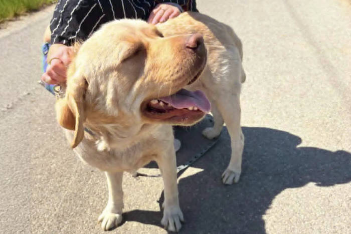 Lenka, labradorka do adopcji