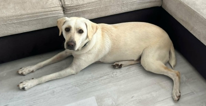 Lucy, labradorka do adopcji