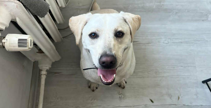 Lucy, labradorka do adopcji