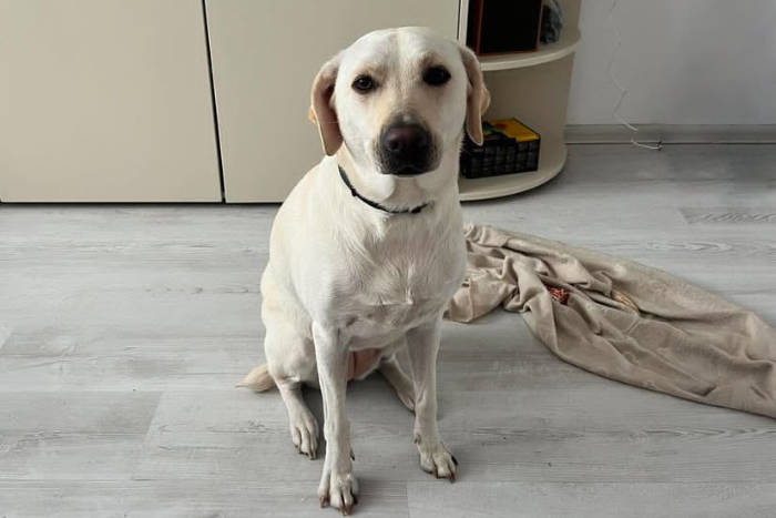 Lucy, labradorka do adopcji