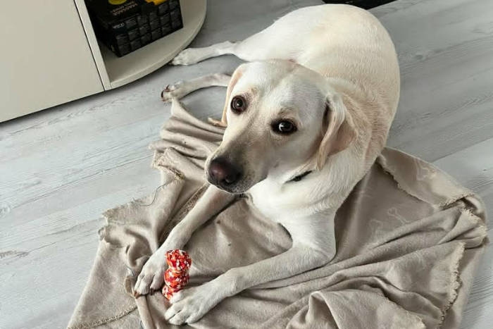 Lucy, labradorka do adopcji