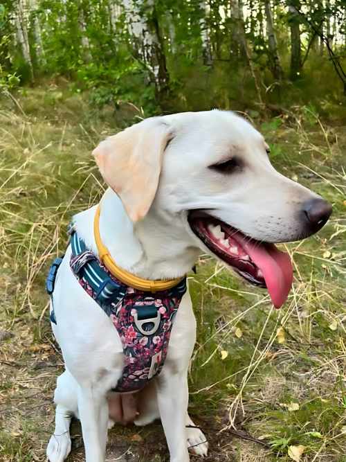 Lucy, labradorka do adopcji