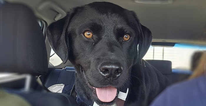Misza, labrador do adopcji