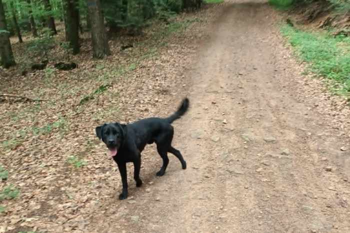 Misza, labrador do adopcji