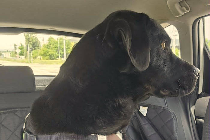 Misza, labrador do adopcji