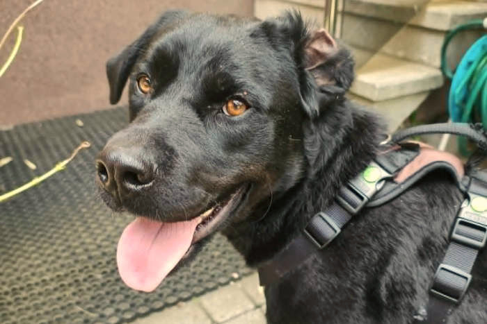 Misza, labrador do adopcji