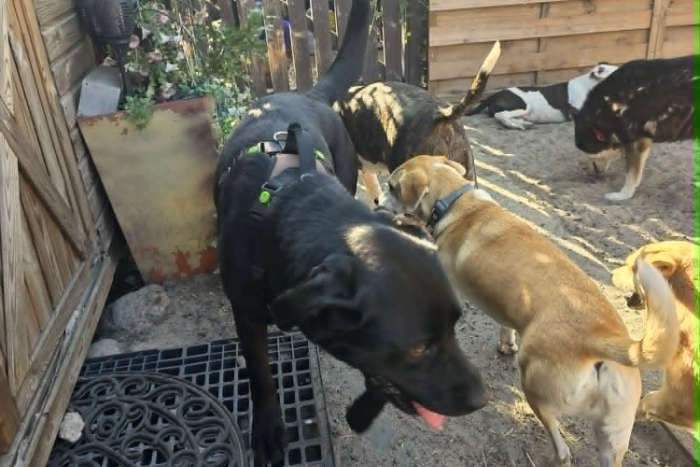 Misza, labrador do adopcji