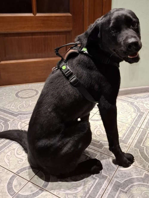 Misza, labrador do adopcji
