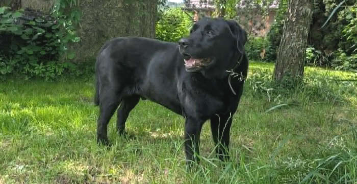 Nero, labrador do adopcji