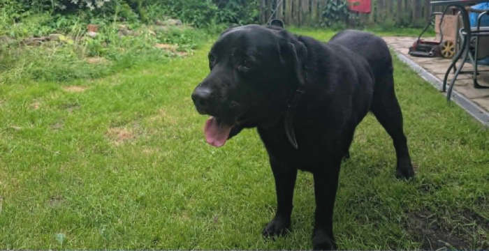 Nero, labrador do adopcji