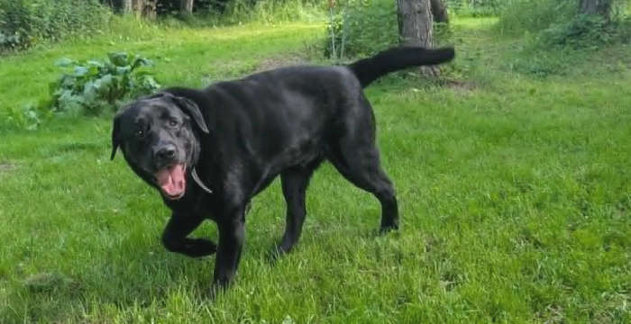 Nero, labrador do adopcji
