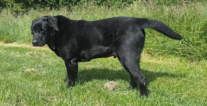 Nero, labrador do adopcji