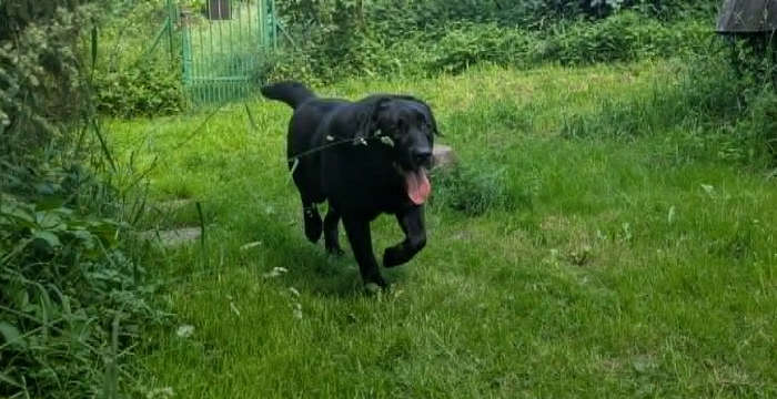 Nero, labrador do adopcji