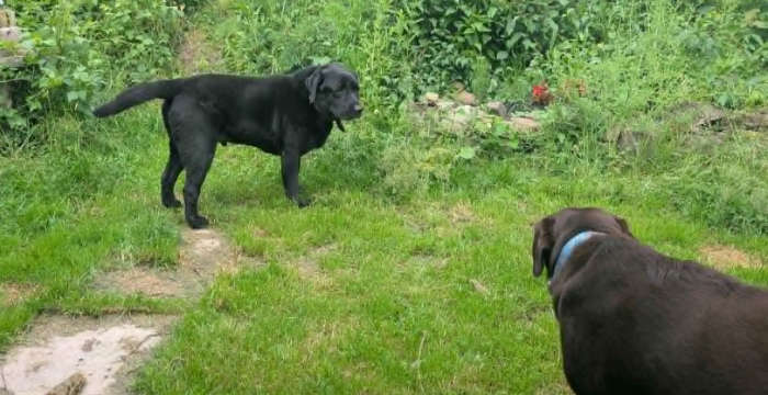 Nero, labrador do adopcji