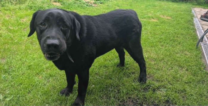 Nero, labrador do adopcji