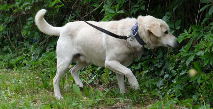 Niewidomy labrador do adopcji