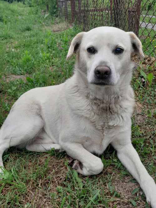 Niewidomy labrador do adopcji