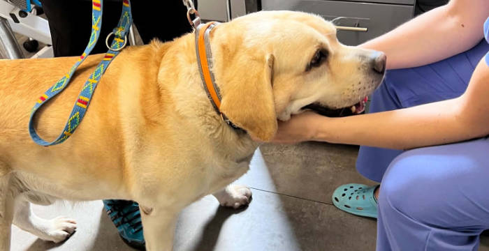 Sajmon, labrador do adopcji