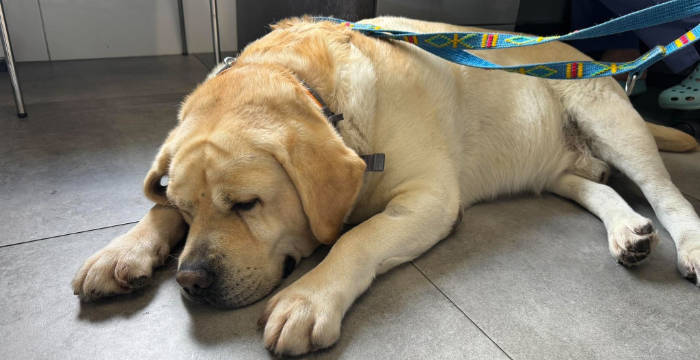 Sajmon, labrador do adopcji