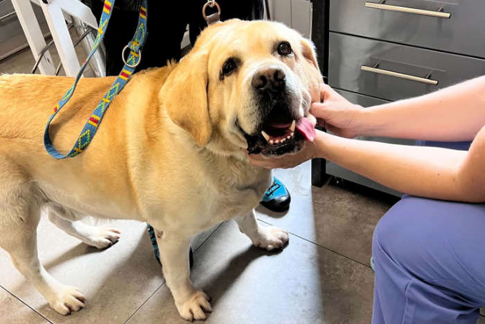 Sajmon, labrador do adopcji
