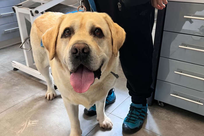 Sajmon, labrador do adopcji