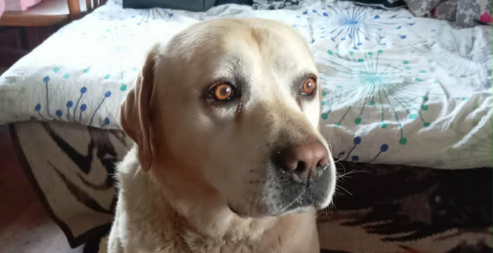 Baddy, labrador do adopcji