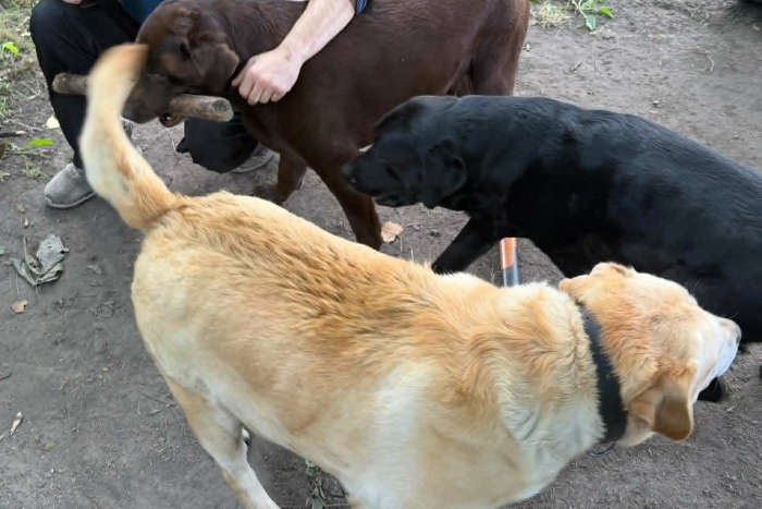 Baddy, labrador do adopcji