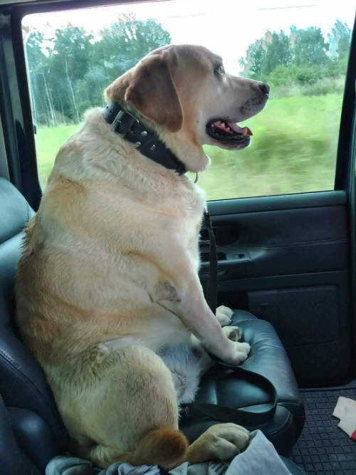 Baddy, labrador do adopcji