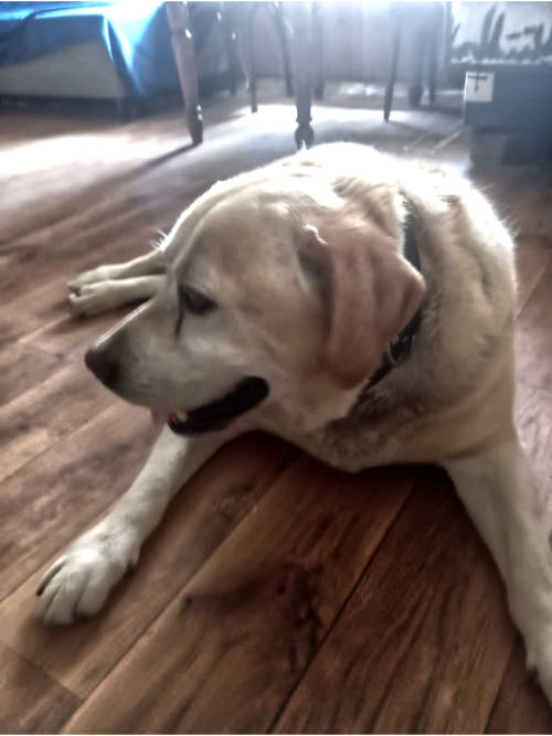 Baddy, labrador do adopcji