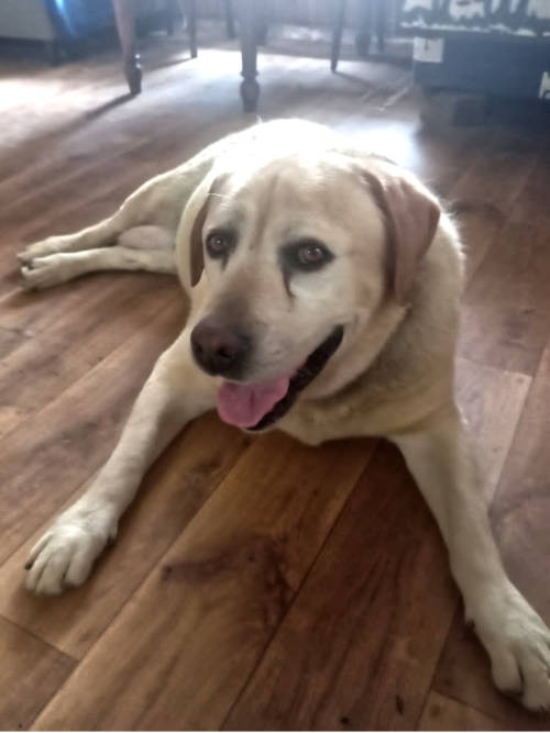 Baddy, labrador do adopcji